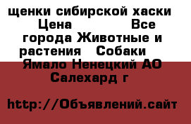 щенки сибирской хаски  › Цена ­ 10 000 - Все города Животные и растения » Собаки   . Ямало-Ненецкий АО,Салехард г.